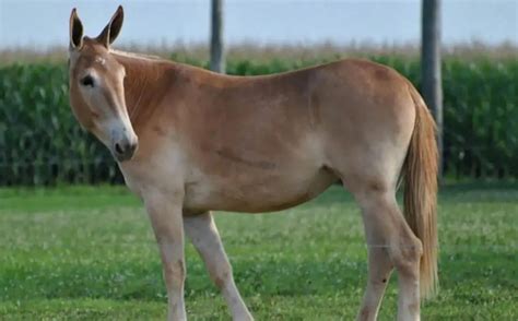 cruzamento de cavalo com jumenta nasce o que|Conheça o bardoto, animal gerado do cruzamento。